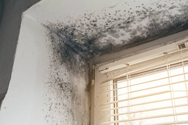 Affordable Mold Removal solutions in Mattawan, MI
